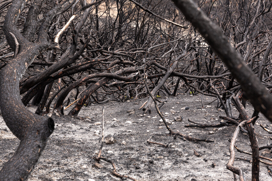 Greek island of Evia strangles with aftermath of wildfires and drought