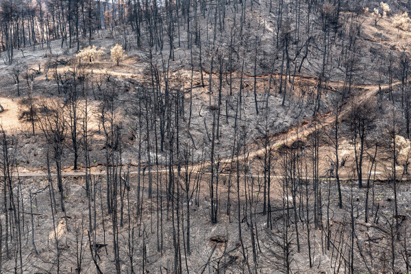 Greek island of Evia strangles with aftermath of wildfires and drought